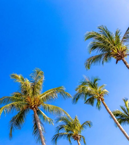 blue sky and palm trees